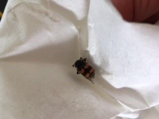 Nicrophorus sp.